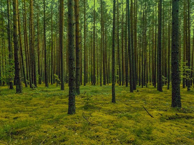 Ažvinčių miškai